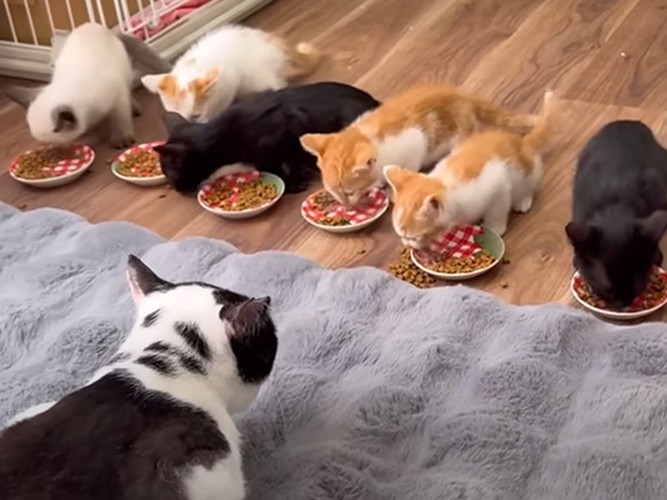 子猫を見つめる猫