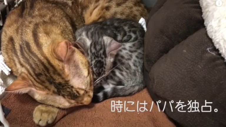 寄り添う父猫と子猫