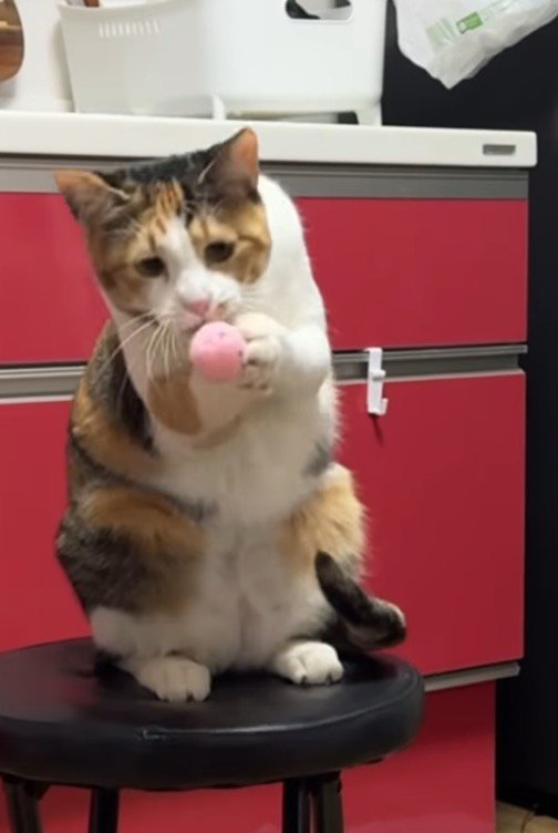 掴んだボールを見つめる猫