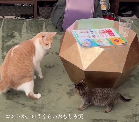 驚く猫