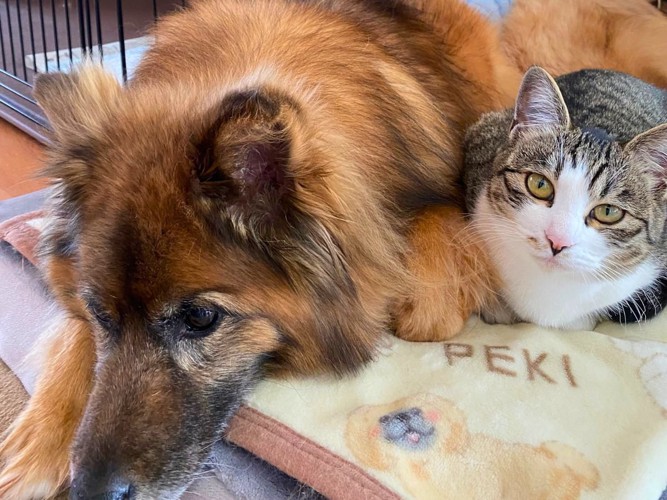 仲良く隣で寄り添う猫と犬