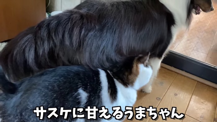 犬にスリスリする猫