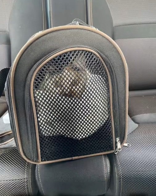 キャリーの中に入っているミケ猫