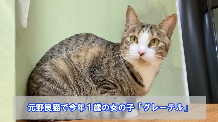 座る猫