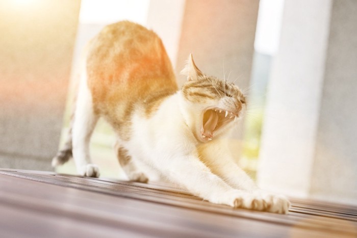 あくびしながら前足を伸ばす猫