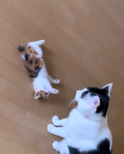 寝転がる子猫と座っている猫
