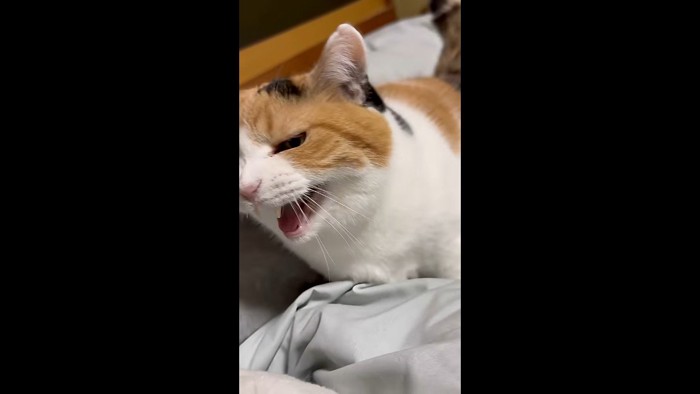 斜めになってニャー