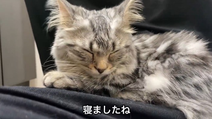 膝の上で眠る猫