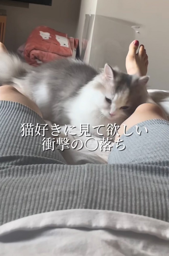 足に擦り寄る猫