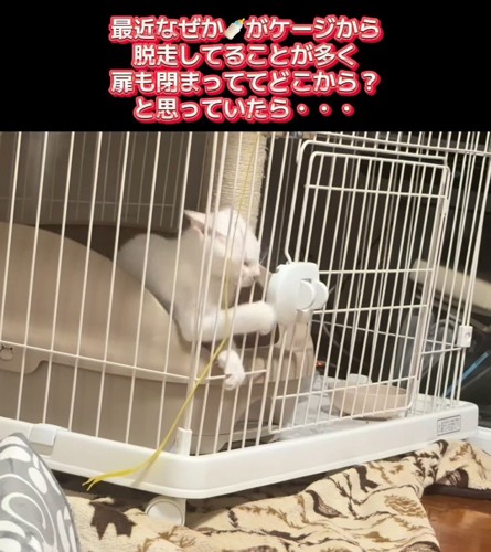 ケージから前足を出す子猫