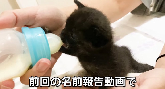 ミルクを飲む猫