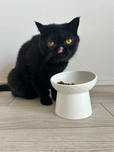 舌を出す黒猫