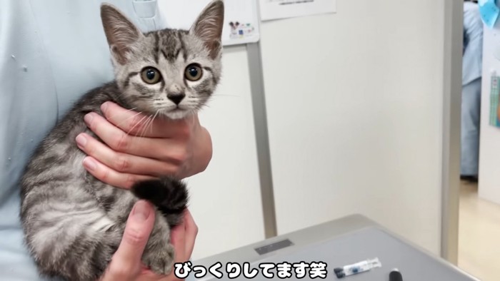 抱っこされる子猫