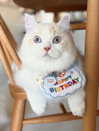 誕生日のスタイをつける猫