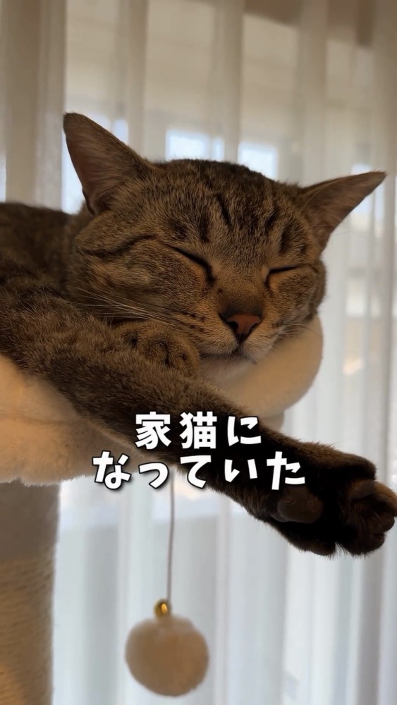 キャットタワーの上で寝る猫