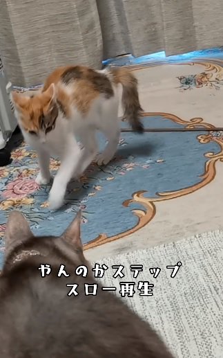 やんのかステップ