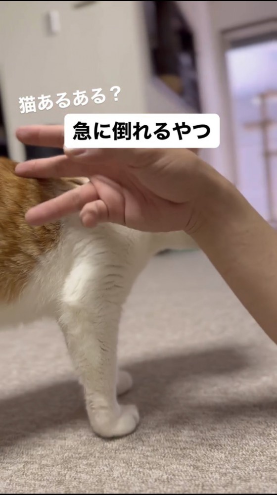 撫でられている猫