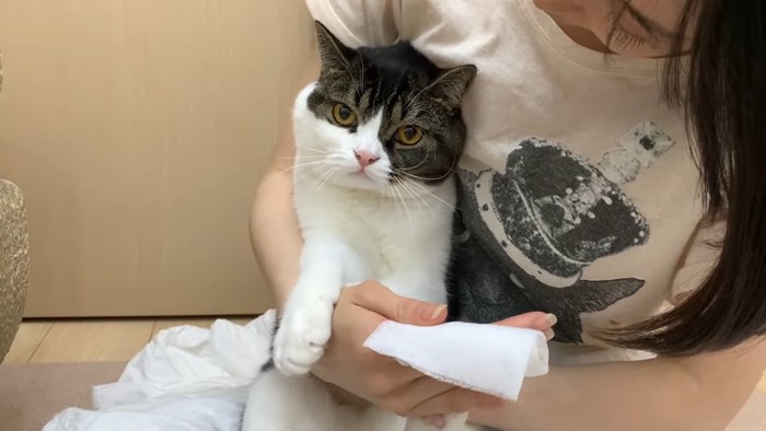 怒った顔の猫