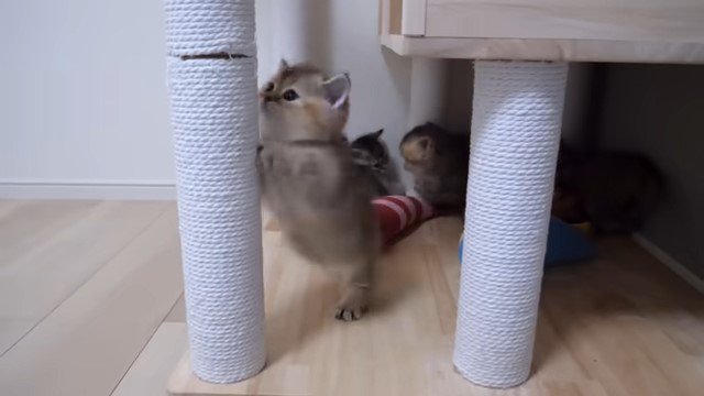 爪とぎにつかまる子猫