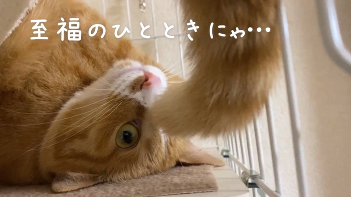 シッポをたらすウラちゃん