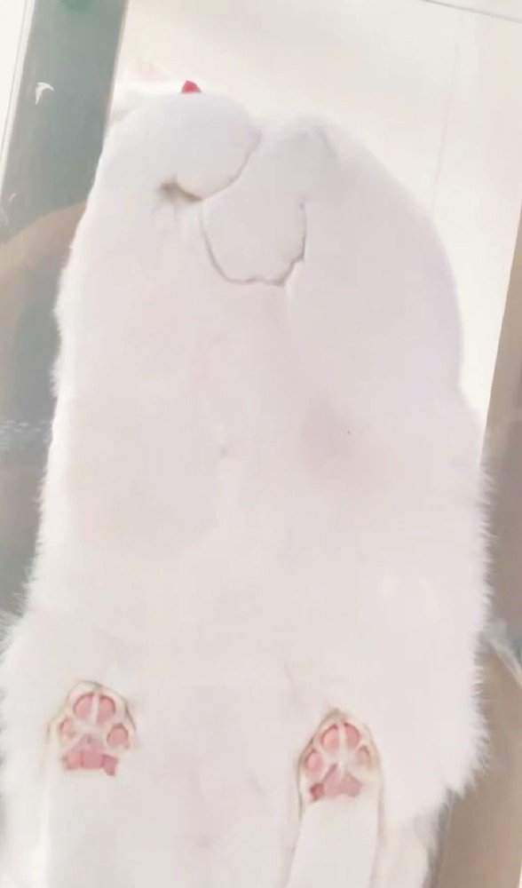 キャットウォークに座る猫