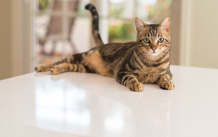 リラックスした猫1
