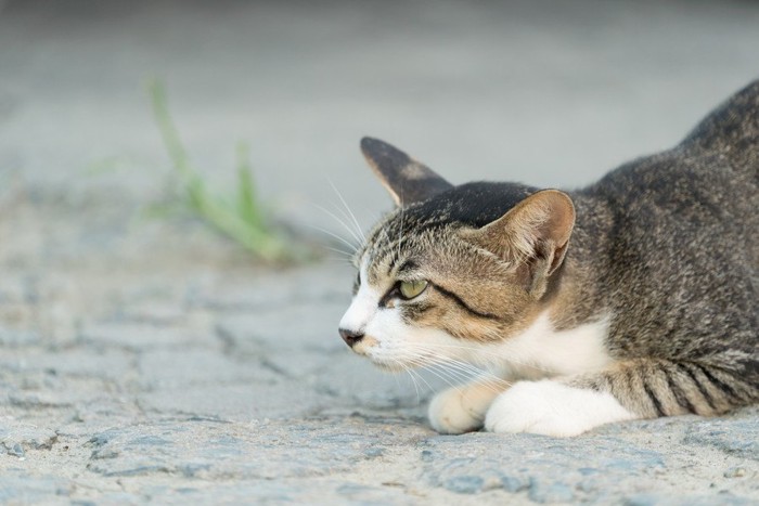 獲物を狙う猫