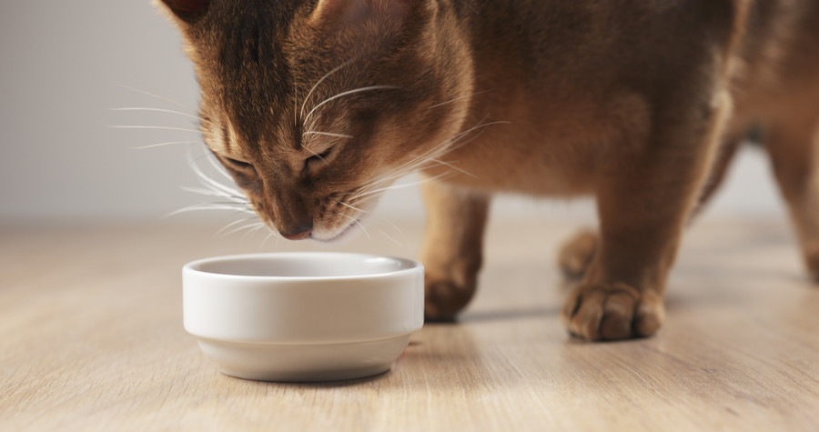 食事をする猫