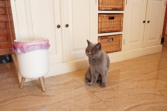 蓋つきゴミ箱に観念している?猫