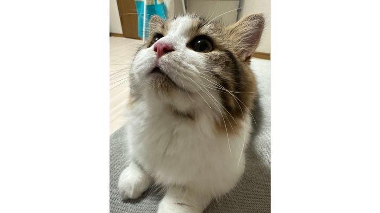 室内にいる猫