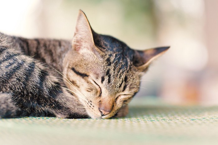 マットの上で眠る猫