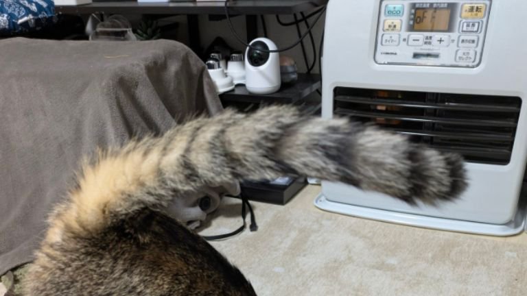猫のしっぽ