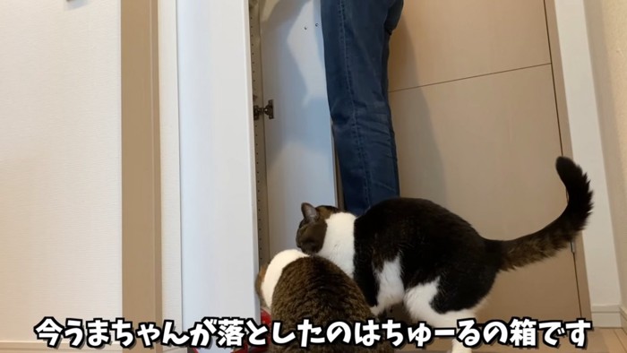 立っている人と足もとにいる2匹の猫