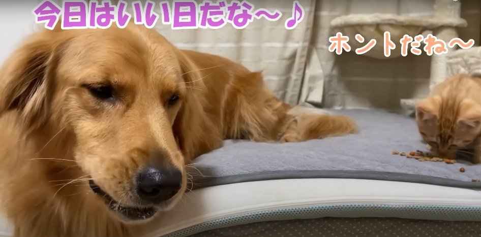 おやつを食べる犬と猫2