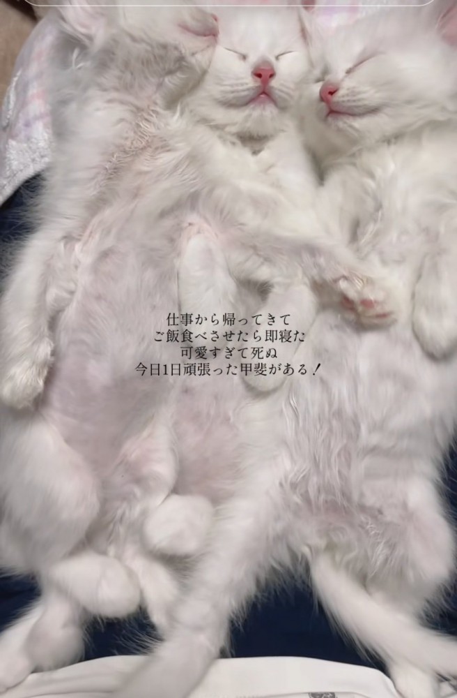 膝の上で眠る子猫たち