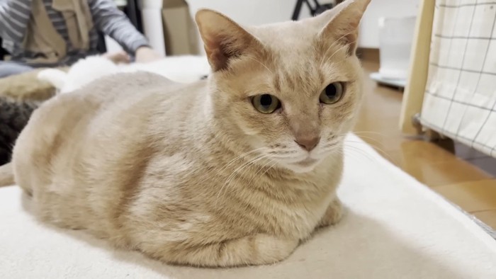 ひのきちゃんのアップ