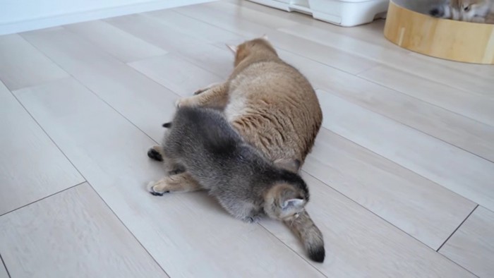 ミミさんの体の上を冒険する赤ちゃん猫