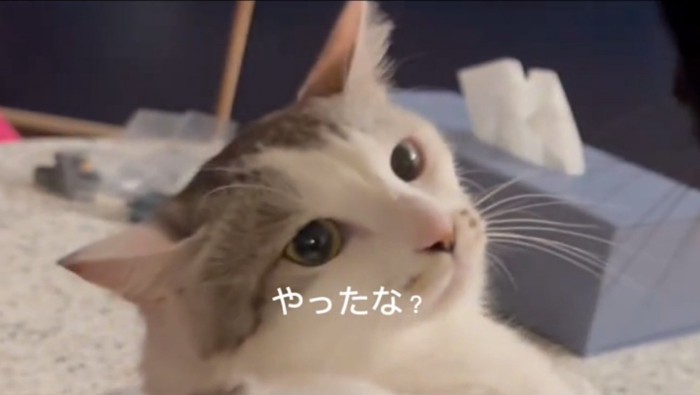 怒る猫