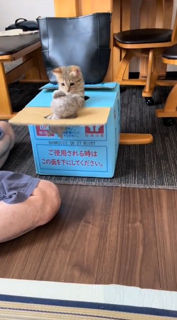 箱から飛び出してぬいぐるみをつかまえるキジトラの子猫