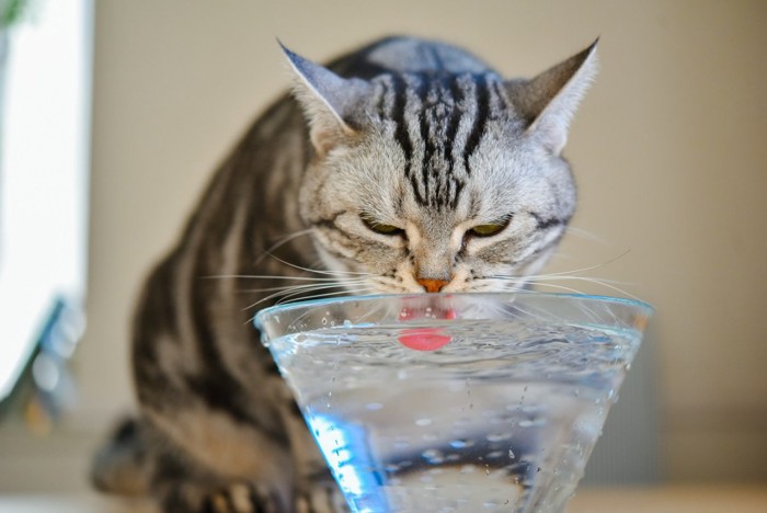 水を飲んでいる猫