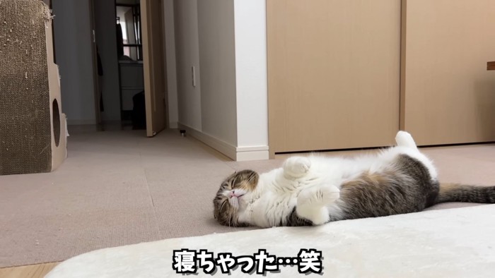 仰向けで寝る猫