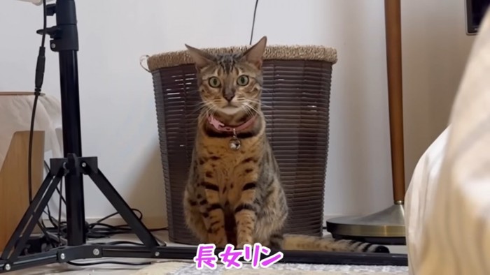 おすわりする猫