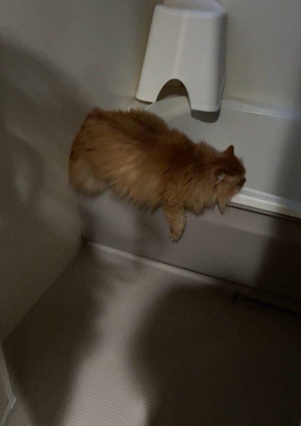 お風呂場に入り込んでいる猫