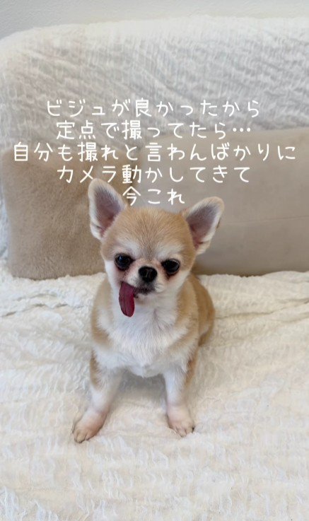 座っている犬
