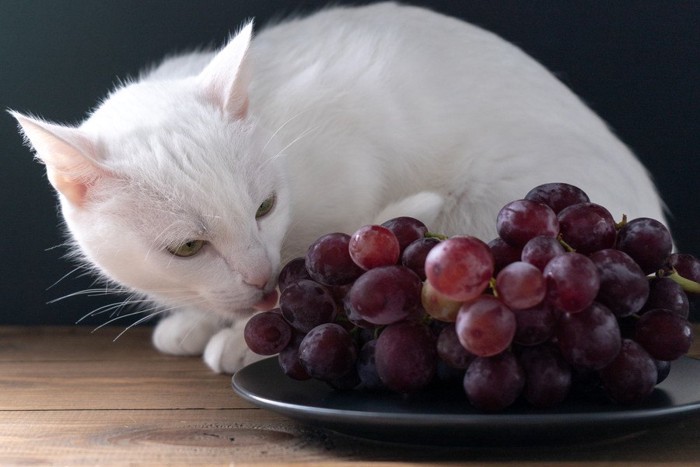 猫とぶどう