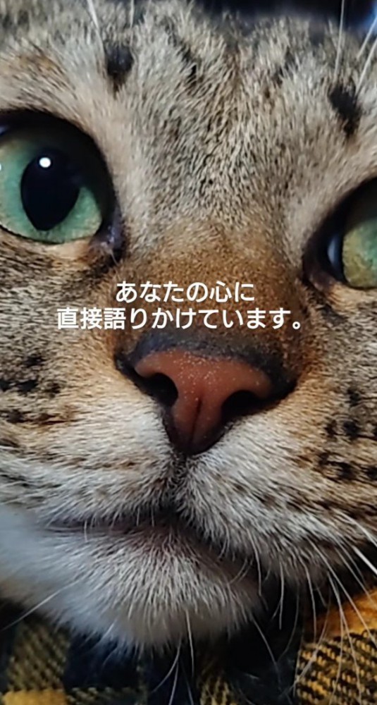 猫の顔アップ1