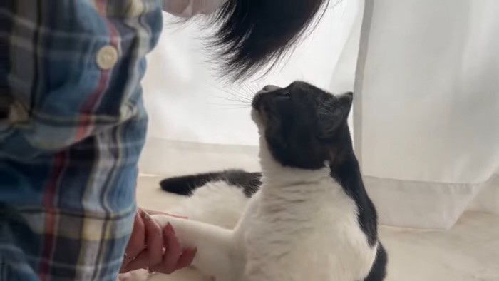 人の顔に顔を近づける猫