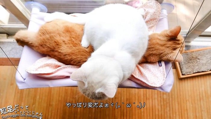 上から見た猫たち