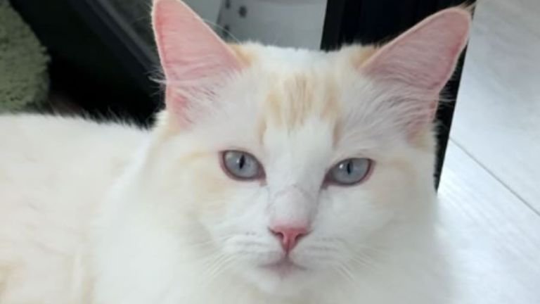 室内にいる猫