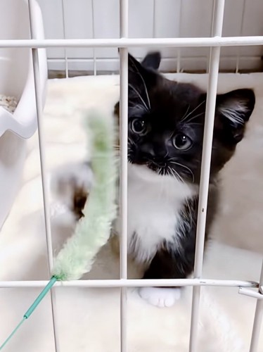 おもちゃで遊ぶ赤ちゃん猫